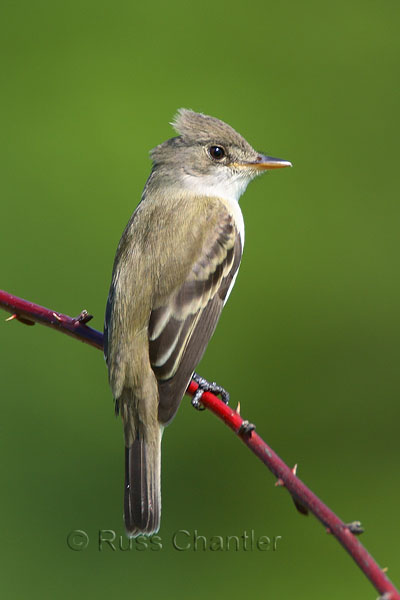 Willow Flycatcher © Russ Chantler